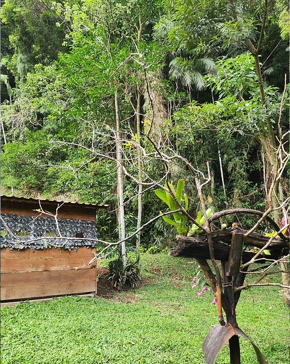 TRILHAS E MIRANTES para Observação de Aves