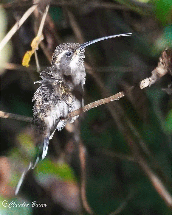 TRILHAS E MIRANTES para Observação de Aves